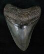 Beautiful Megalodon Tooth - Serrated #13062-1